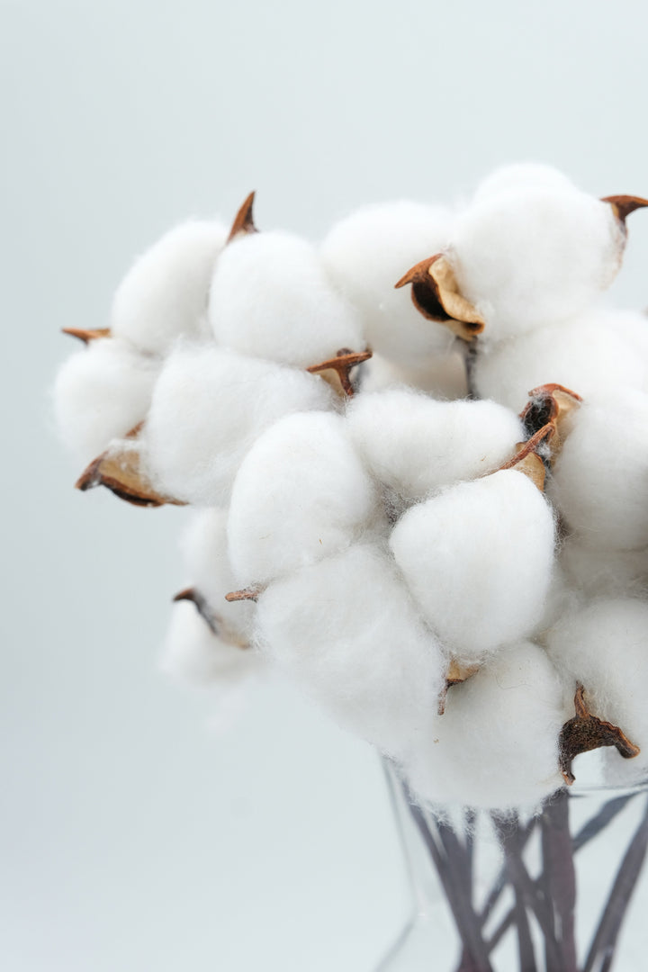 Organic Cotton vs Conventional Cotton